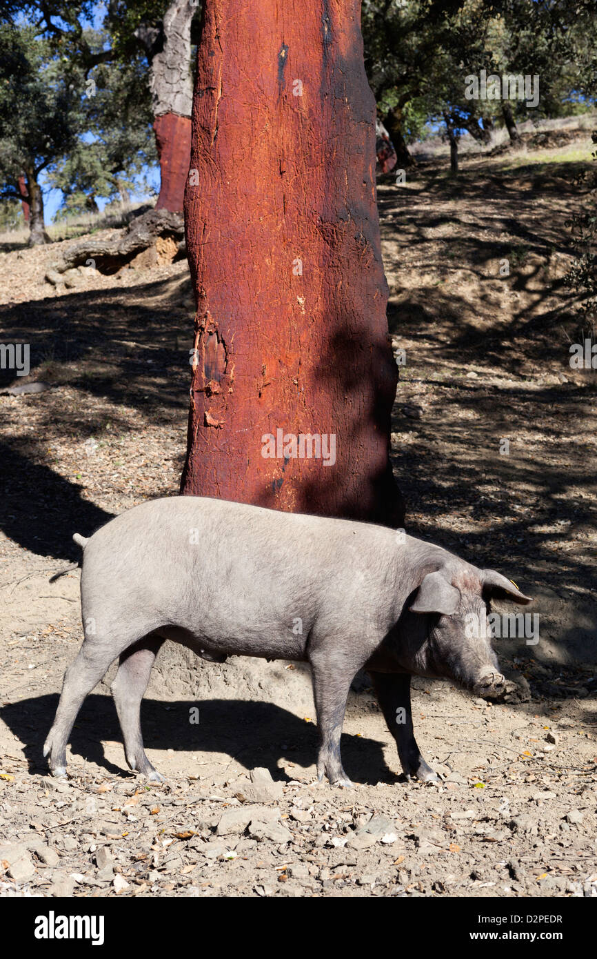 Iberisches Schwarzes Schwein Fotos Und Bildmaterial In Hoher Auflösung Alamy 