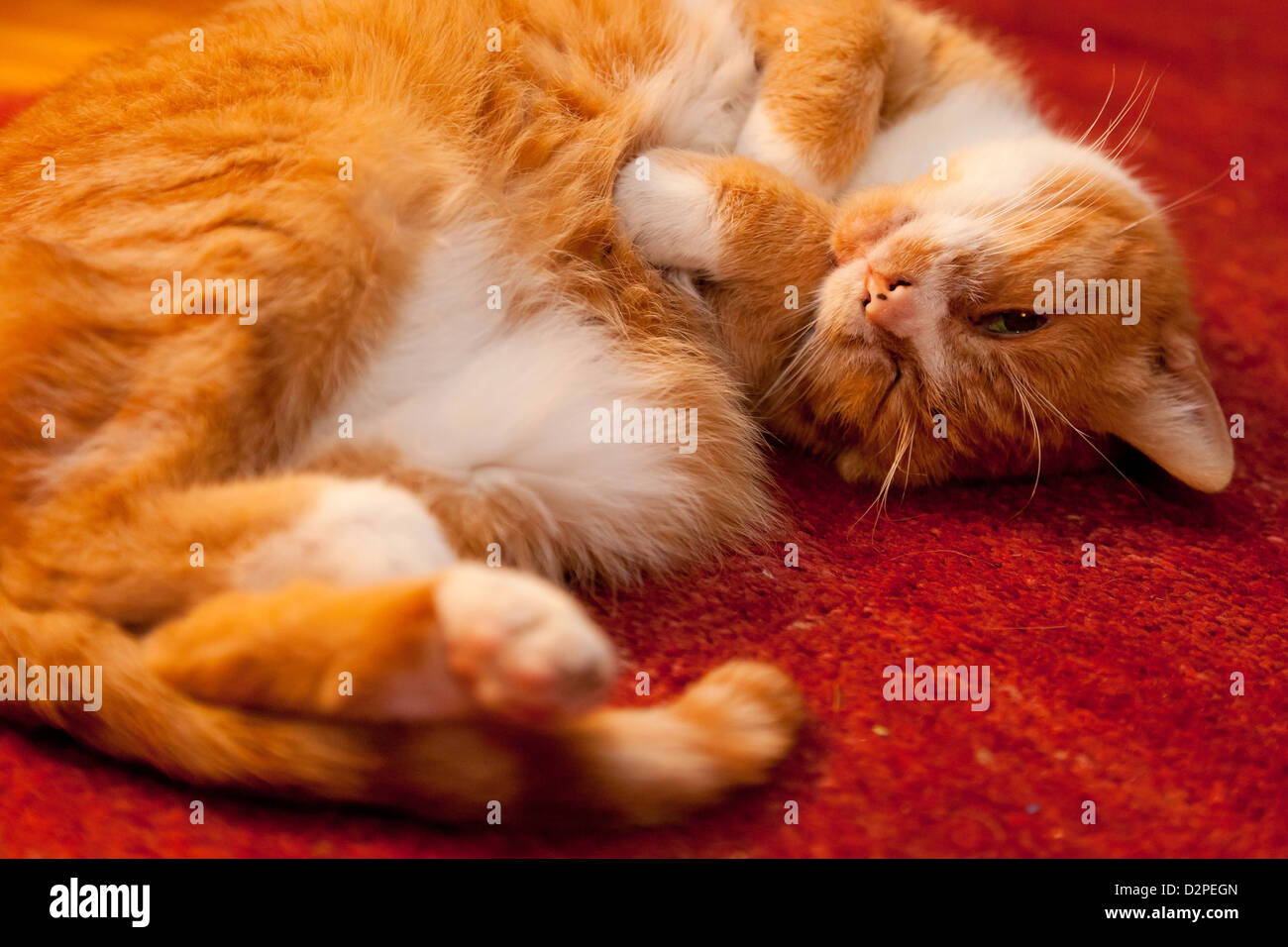 Berlin, Deutschland, rote und weiße Hauskatze auf einem roten Teppich zwinkert Stockfoto