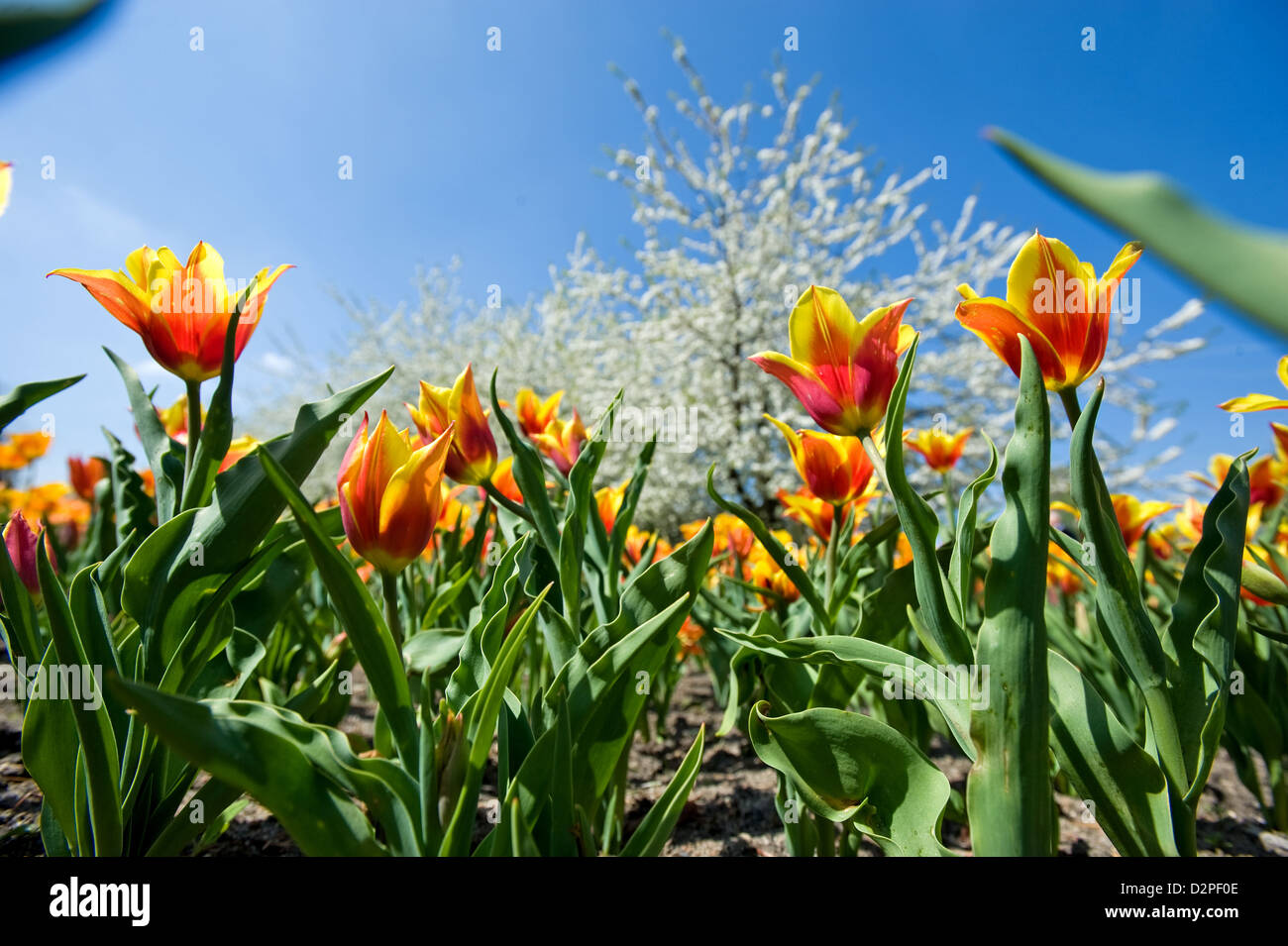 Berlin Britz Garden Stockfotos und bilder Kaufen Alamy