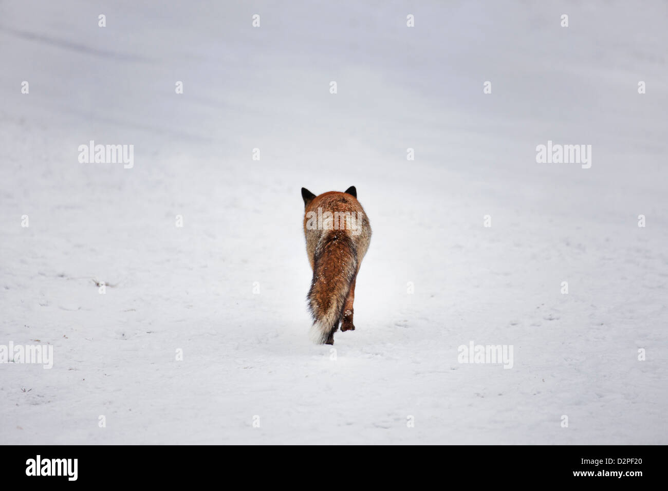 Rückseite der Rotfuchs (Vulpes Vulpes) zu Fuß über Schnee bedeckt Wiese im winter Stockfoto