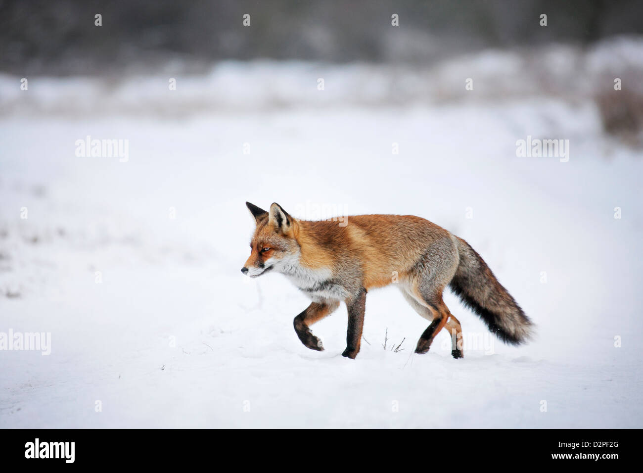 Rotfuchs (Vulpes Vulpes) Jagd in Feld am Waldrand im Schnee im winter Stockfoto