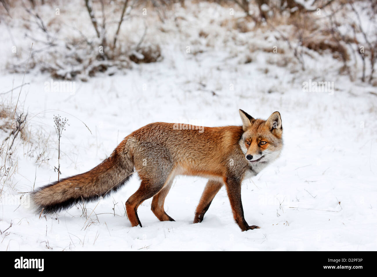 Rotfuchs (Vulpes Vulpes) Jagd Wald entlang Rand im Schnee im winter Stockfoto