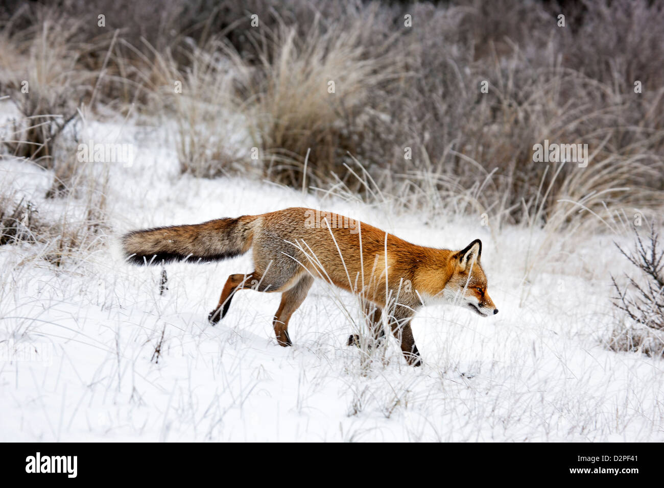 Rotfuchs (Vulpes Vulpes) Jagd in Grünland und Dickicht im Schnee im winter Stockfoto