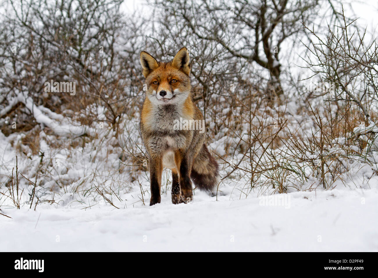 Rotfuchs (Vulpes Vulpes) Jagd im Dickicht im Schnee im winter Stockfoto