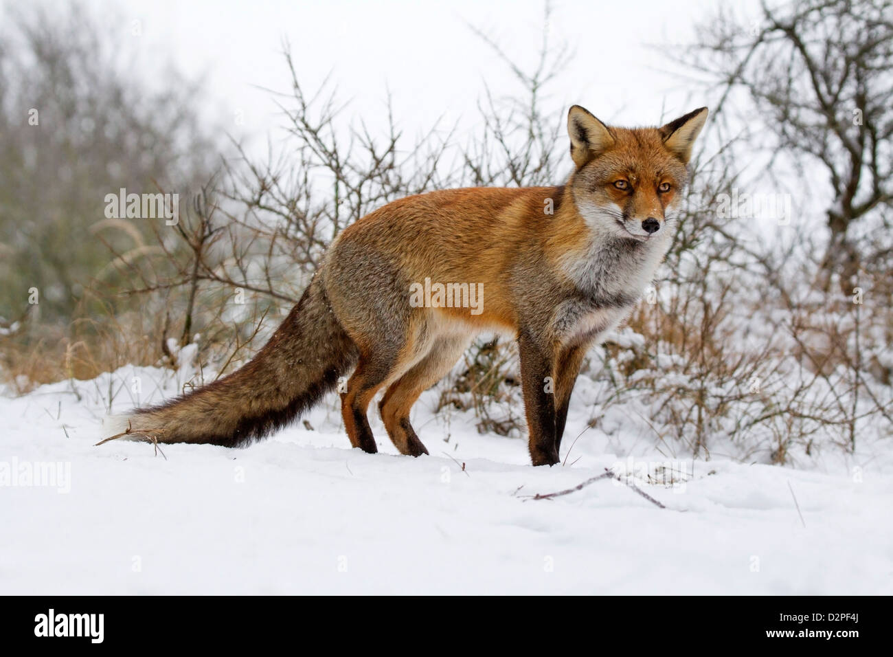 Rotfuchs (Vulpes Vulpes) Jagd im Dickicht im Schnee im winter Stockfoto