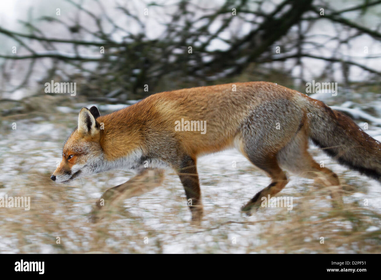 Rotfuchs (Vulpes Vulpes) Jagd im Dickicht am Waldrand im Schnee im winter Stockfoto