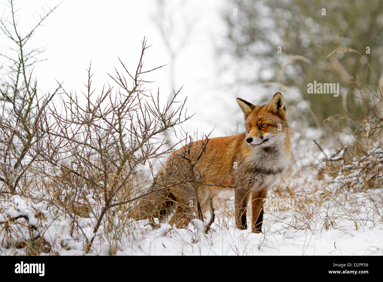 Rotfuchs (Vulpes Vulpes) im Dickicht im Schnee im winter Stockfoto