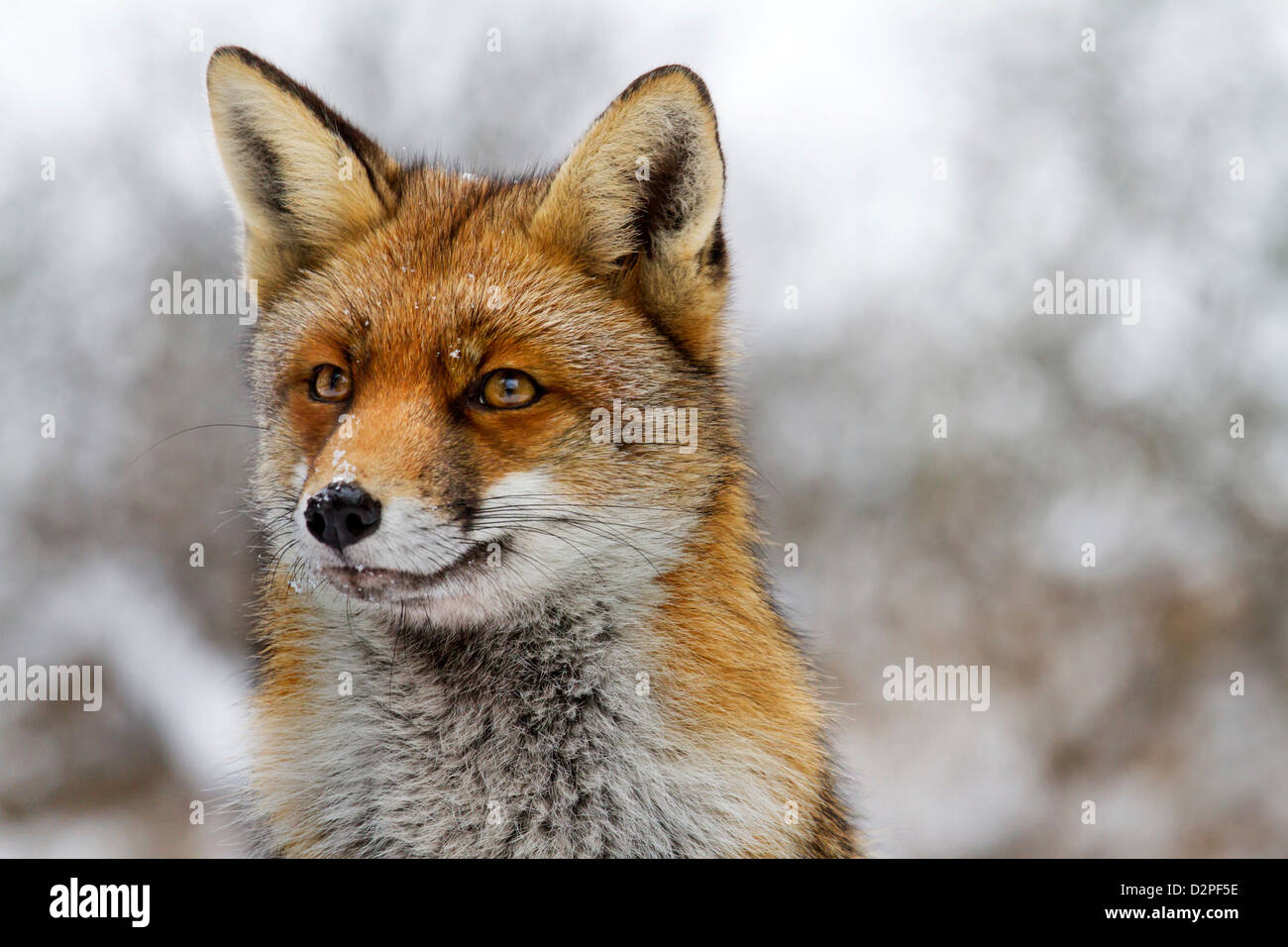 Nahaufnahme der Rotfuchs (Vulpes Vulpes) in dicken Wintermantel im Schnee Stockfoto