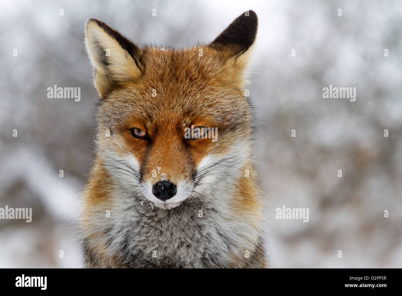 Nahaufnahme der Rotfuchs (Vulpes Vulpes) in dicken Wintermantel im Schnee Stockfoto