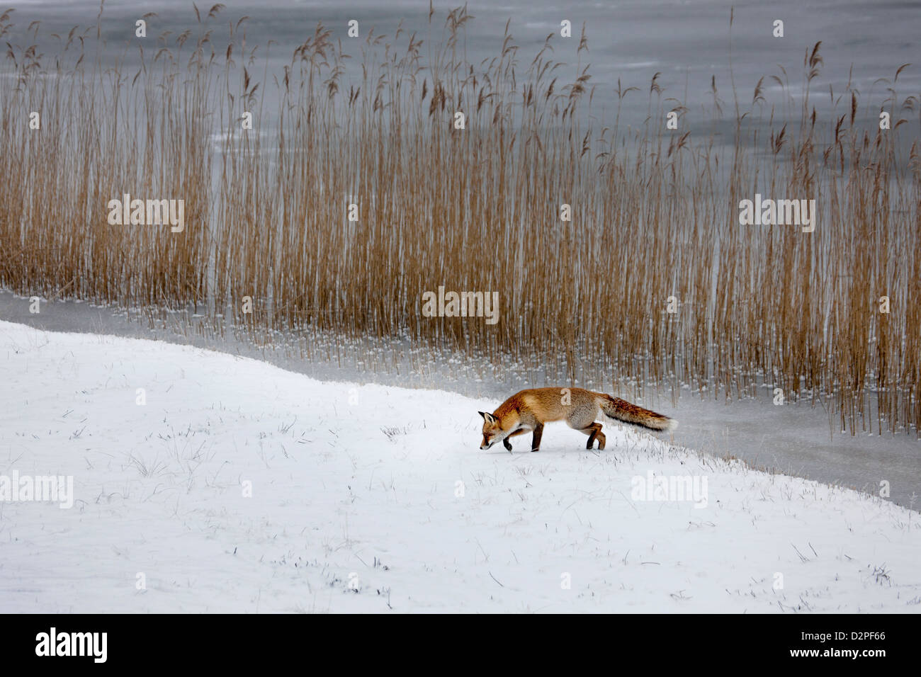 Rotfuchs (Vulpes Vulpes) Jagd Schilfbeetes und Flussbäder im Schnee im winter Stockfoto