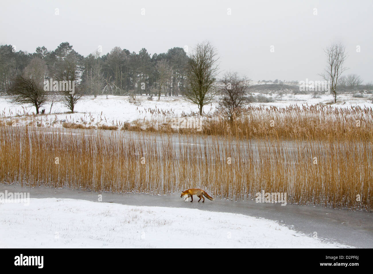 Rotfuchs (Vulpes Vulpes) Jagd Schilfbeetes und Flussbäder im Schnee im winter Stockfoto
