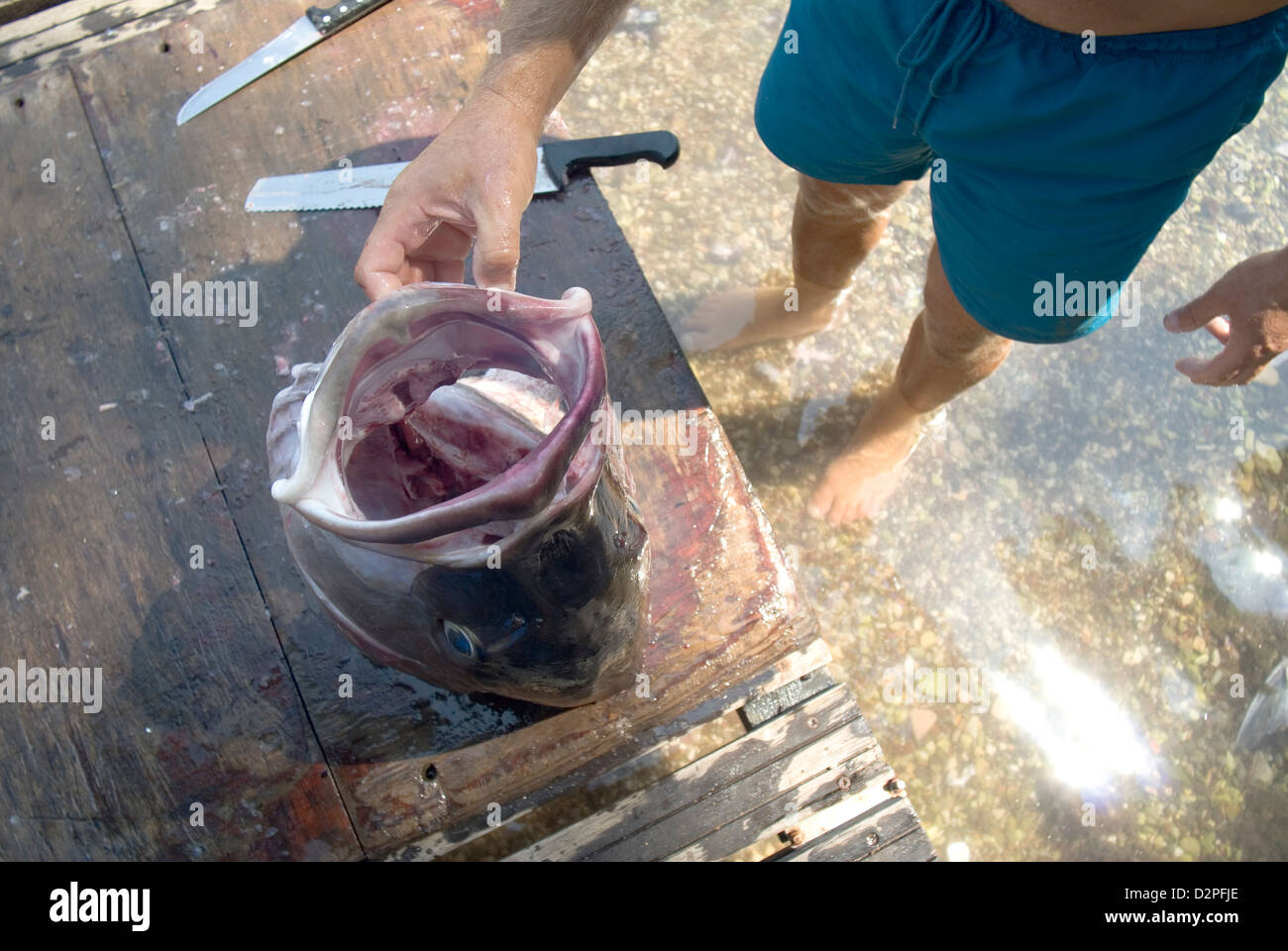 Fang des Tages! Weißfleisch Tuna Albacore angelt Schnitt Stockfoto
