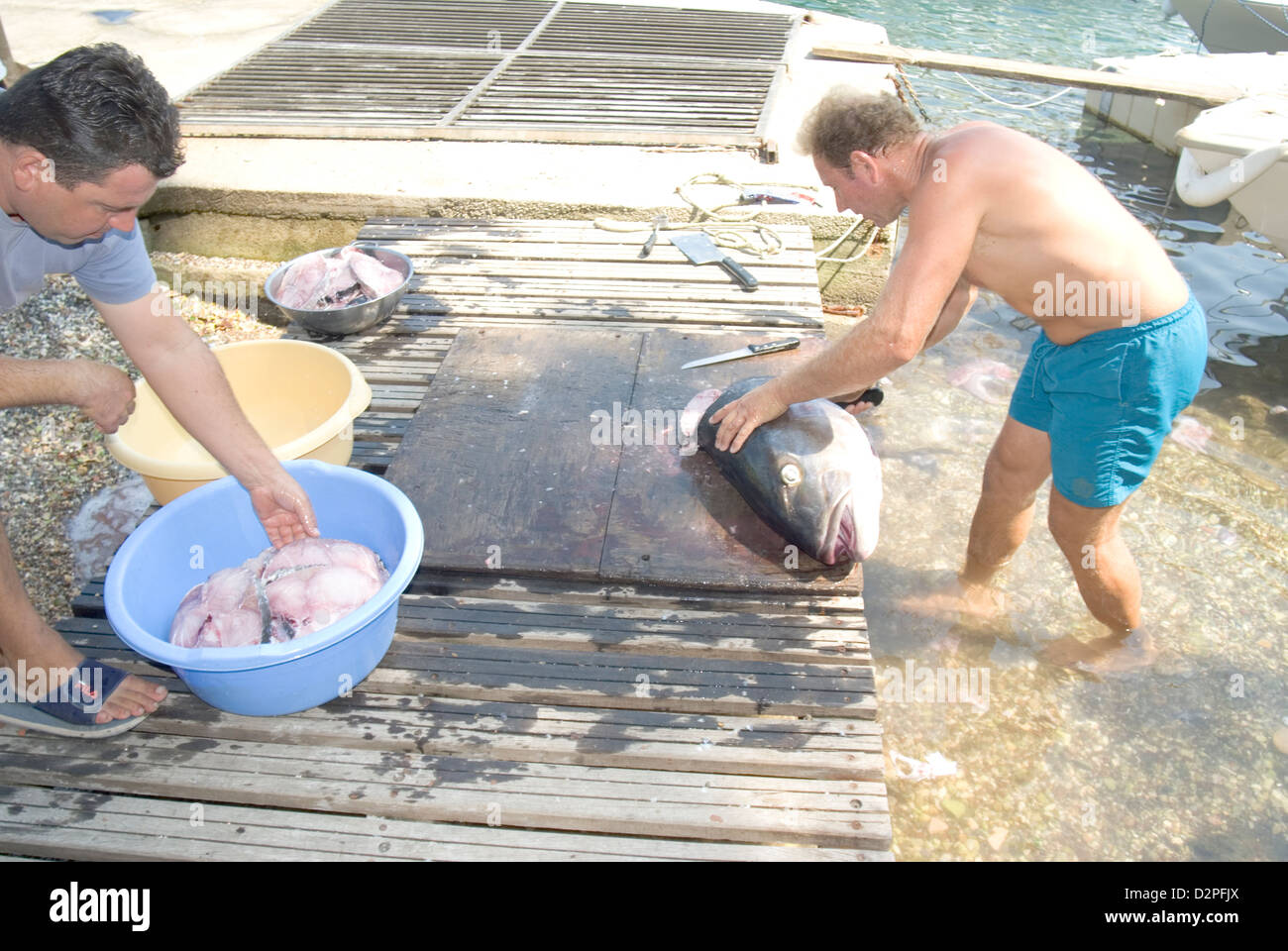 Weißfleisch Tuna Albacore Fisch vorbereitet zerschnitten Stockfoto