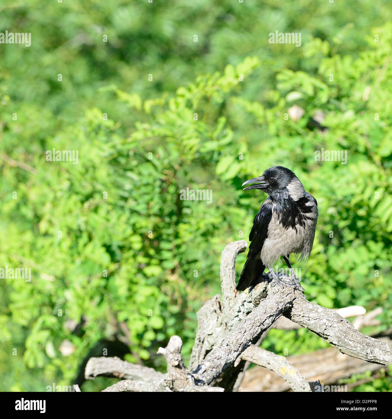 Ein Kapuzen Krähen (Corvus Cornix - manchmal genannt Hoodiecrow) stehen auf Ast im Sommer. Stockfoto