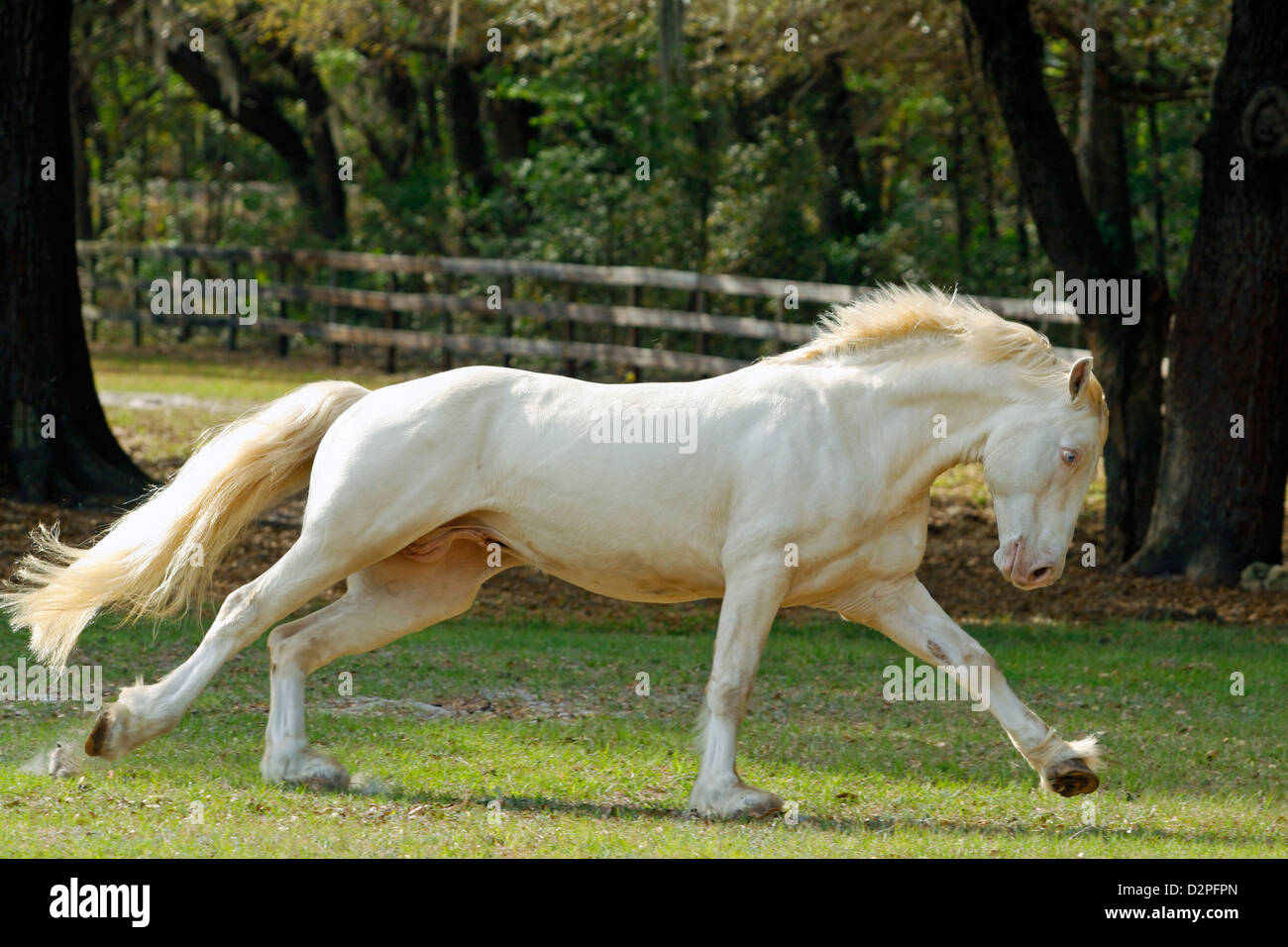 Cremello farbige Welsh Cob Hengst erstreckt sich im Galopp auf der Weide mit Bäumen. Stockfoto