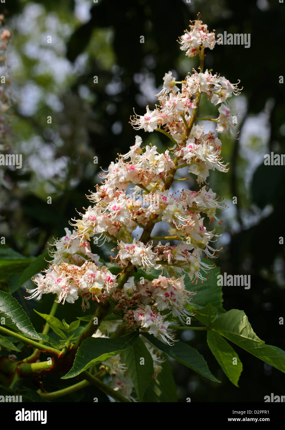 Rosskastanie Baum Blumen, Aesculus Hippocastanum, Hippocastanaceae. Stockfoto