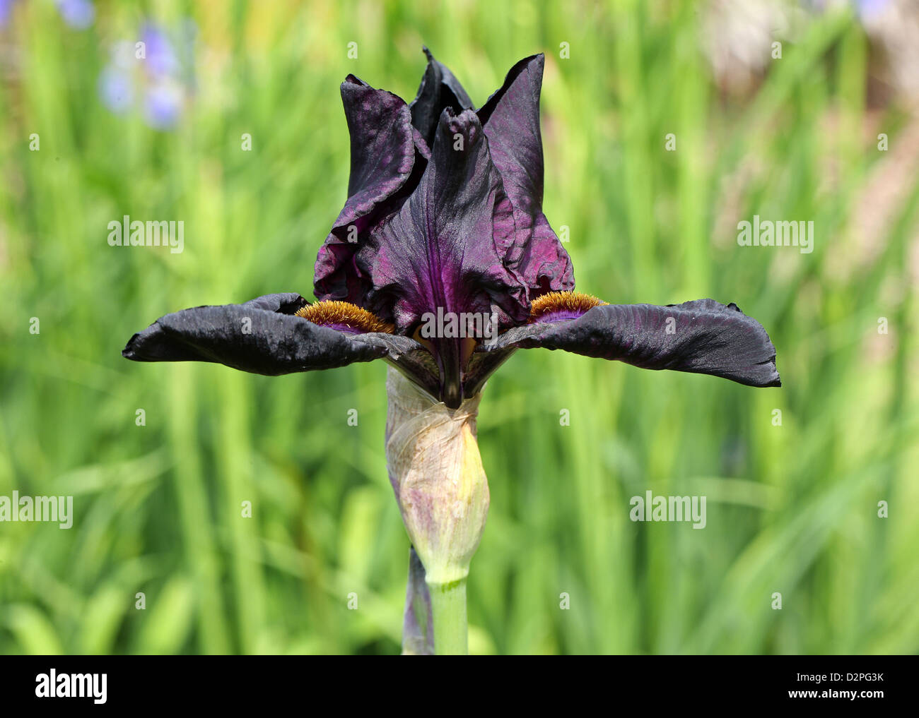 Iris 'Zobel Night', Iridaceae. Stockfoto