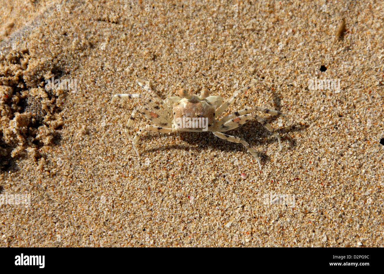 Young blassen Ghost Krabben, die den Sand für Tarnung, Ocypode Pallidula verwendet Ocypodidae, Decapoda, Crustaceae. Stockfoto