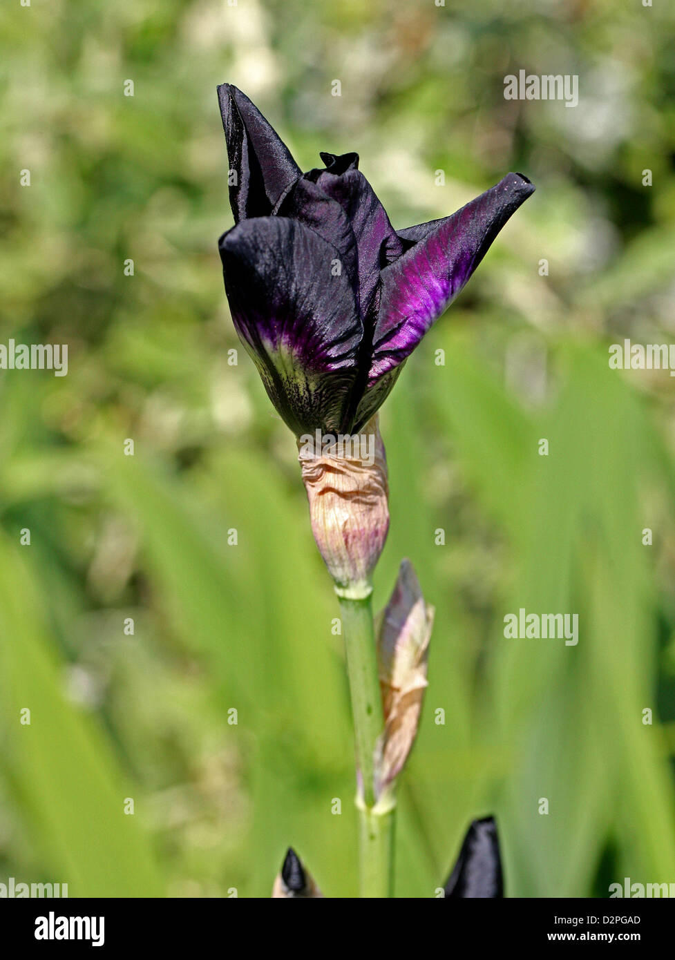 Iris 'Zobel Night', Iridaceae. Stockfoto