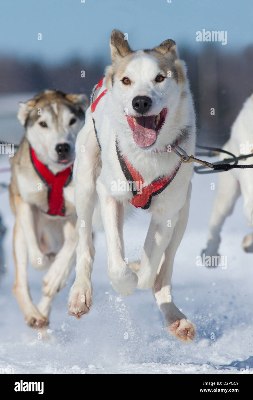 Internationalen Lanaudiere Hundeschlitten Rennen, Quebec, Kanada Stockfoto
