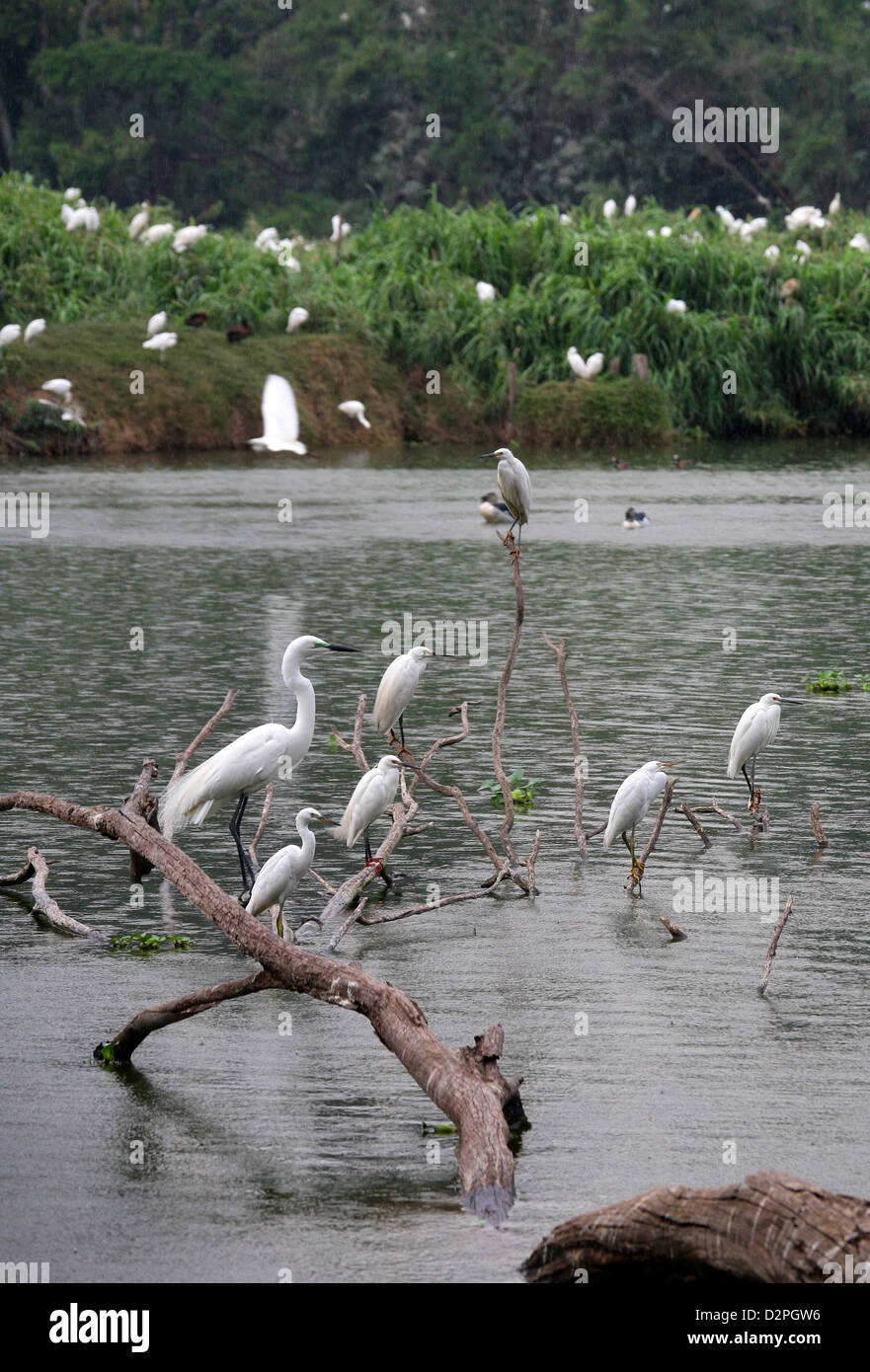 Große weiße Reiher, Ardea Alba und dimorphen Reiher, Egretta Dimorpha. Tsarasaotra Park, Antananarivo, Madagaskar. Stockfoto