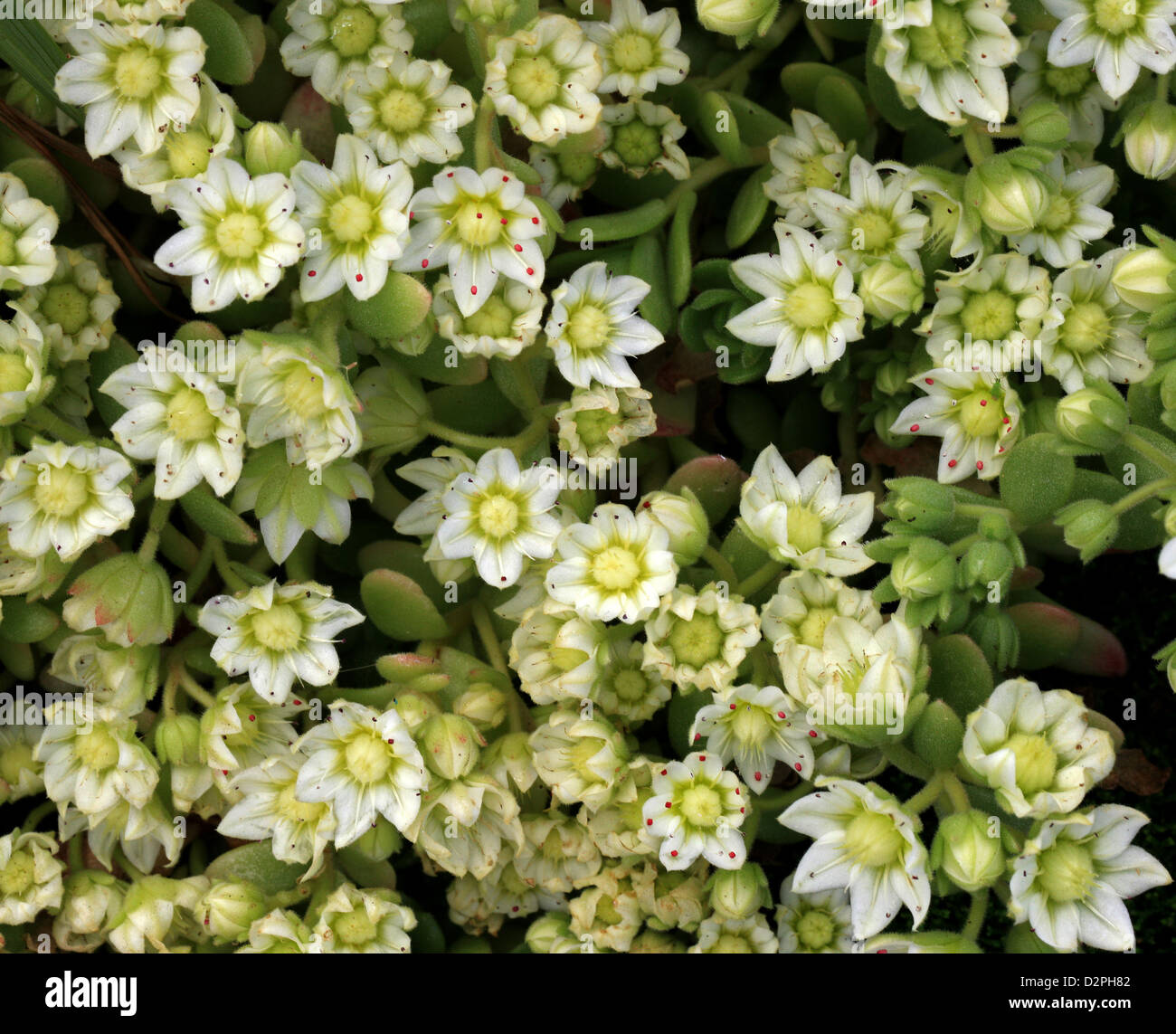 Rosularia, Rosularia Sedoides var. Alba, Crassulaceae. Himalaya. Stockfoto