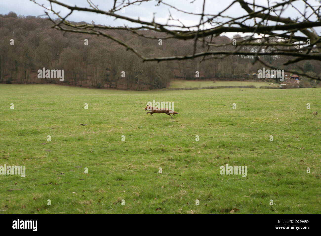 Eine wilde Vixen Rotfuchs (Vulpes Vulpes) läuft durch ein Feld im ländlichen Oxfordshire, England Stockfoto