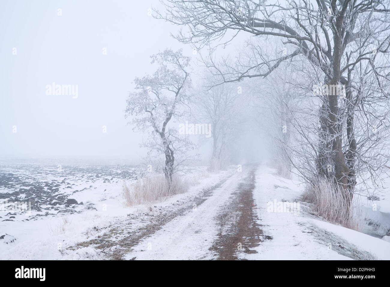 Baum Zeile bu Landstraße mit Nebel und Schnee Stockfoto
