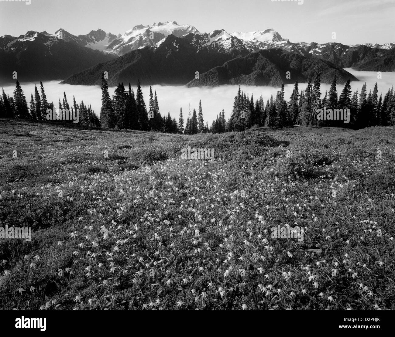 BW01054-00... WASHINGTON - Gletscher Lilien auf hohen Teilen in Olympic Nationalpark. Stockfoto