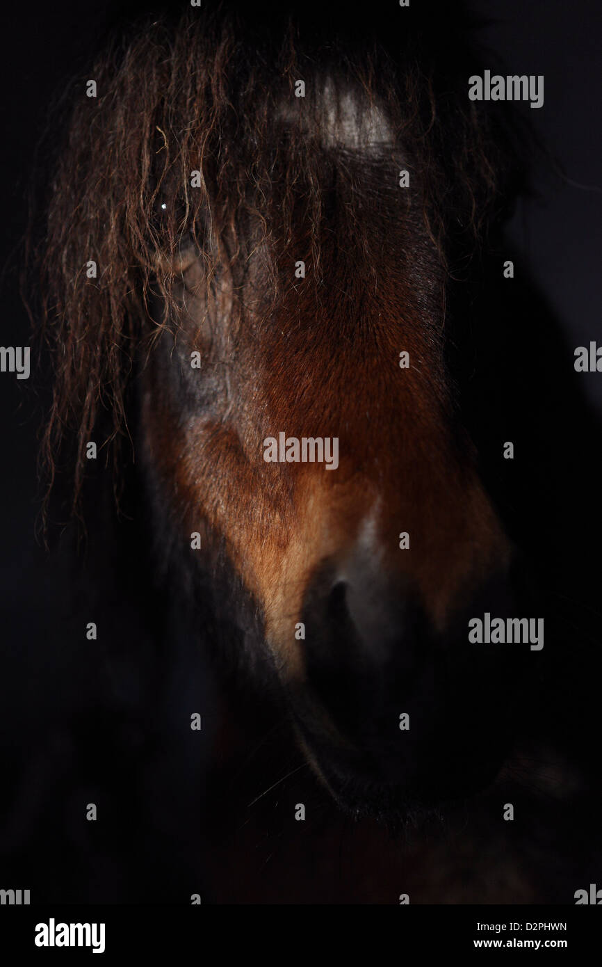 Werl, Deutschland, in der Welsh Pony-Porträt Stockfoto