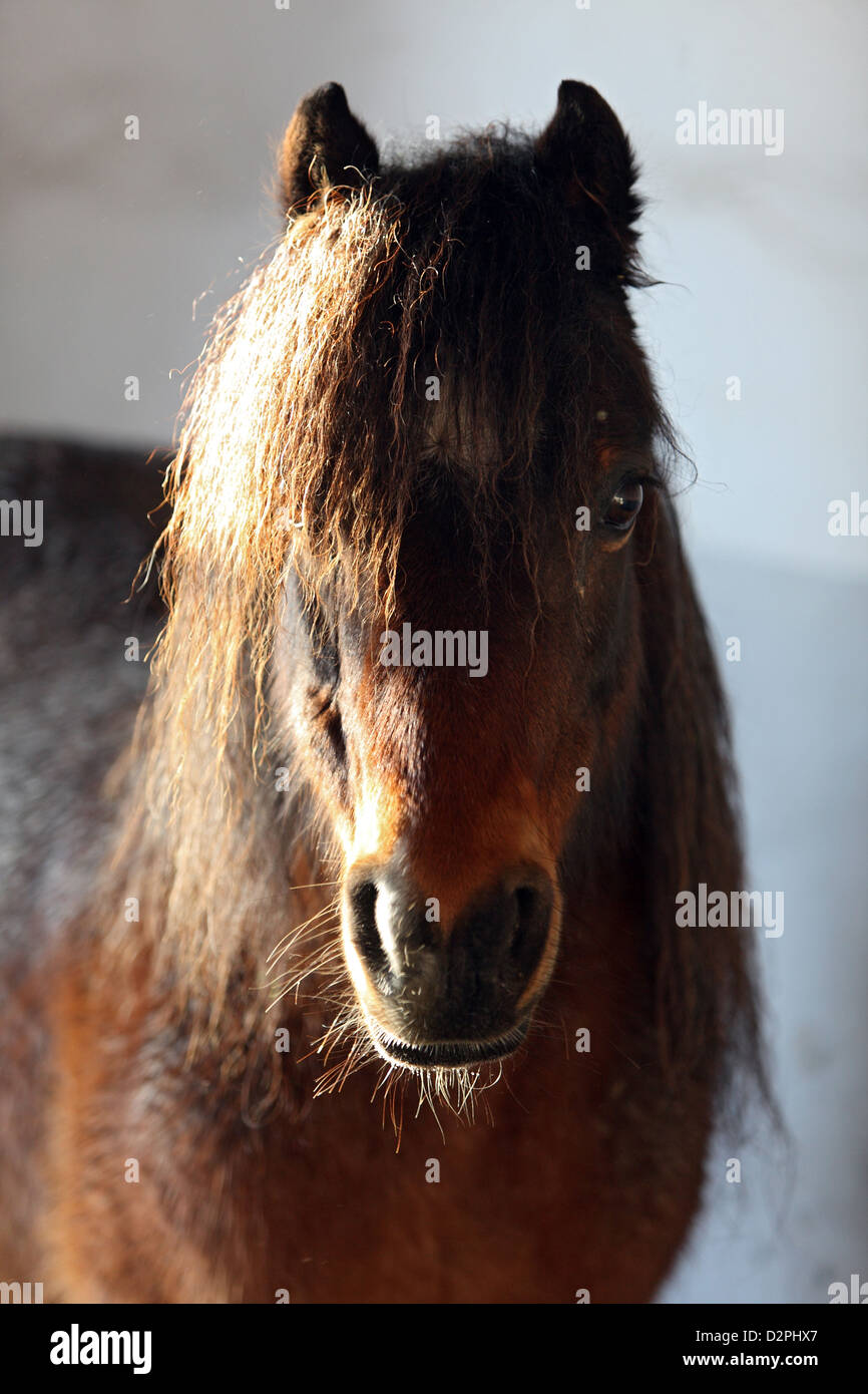 Werl, Deutschland, in der Welsh Pony-Porträt Stockfoto