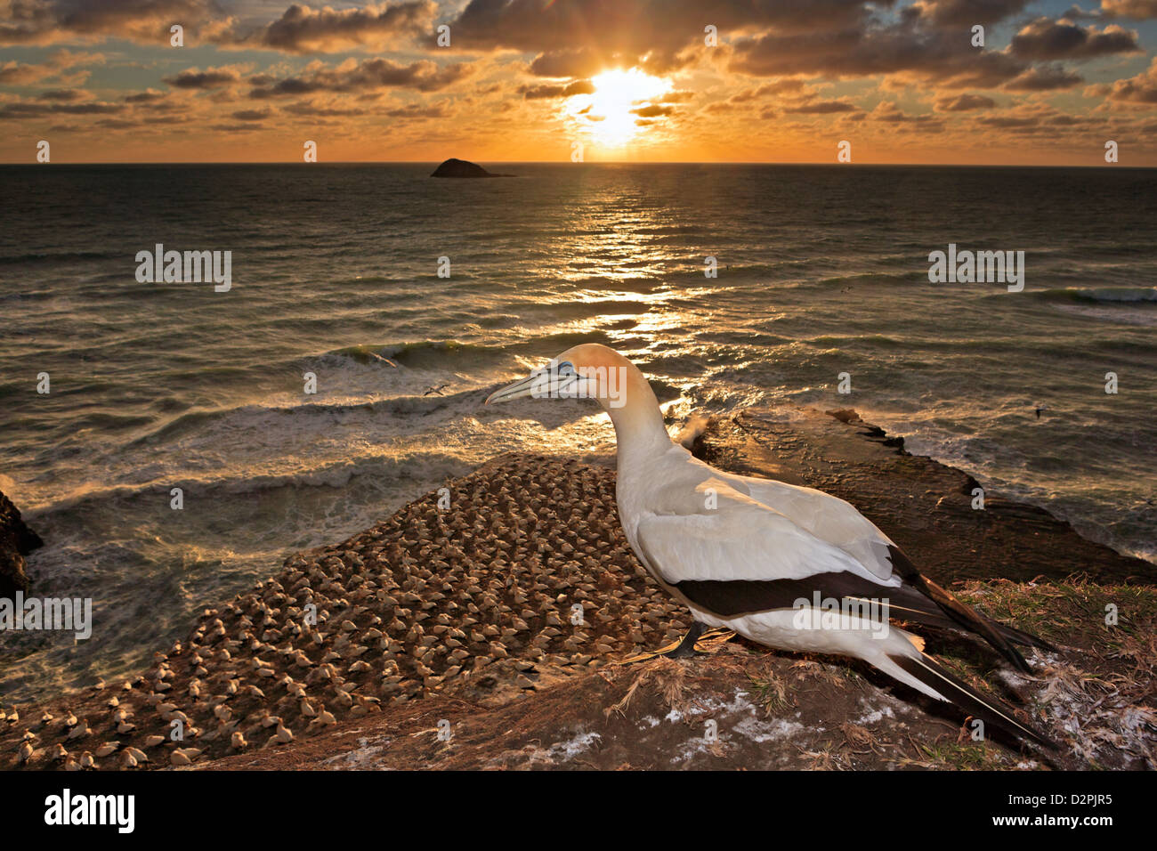 Muriwai Tölpelkolonie, Muriwai Beach, Muriwai, in der Nähe von Auckland, Waitakere, West Coast, North Island, Neuseeland. Stockfoto