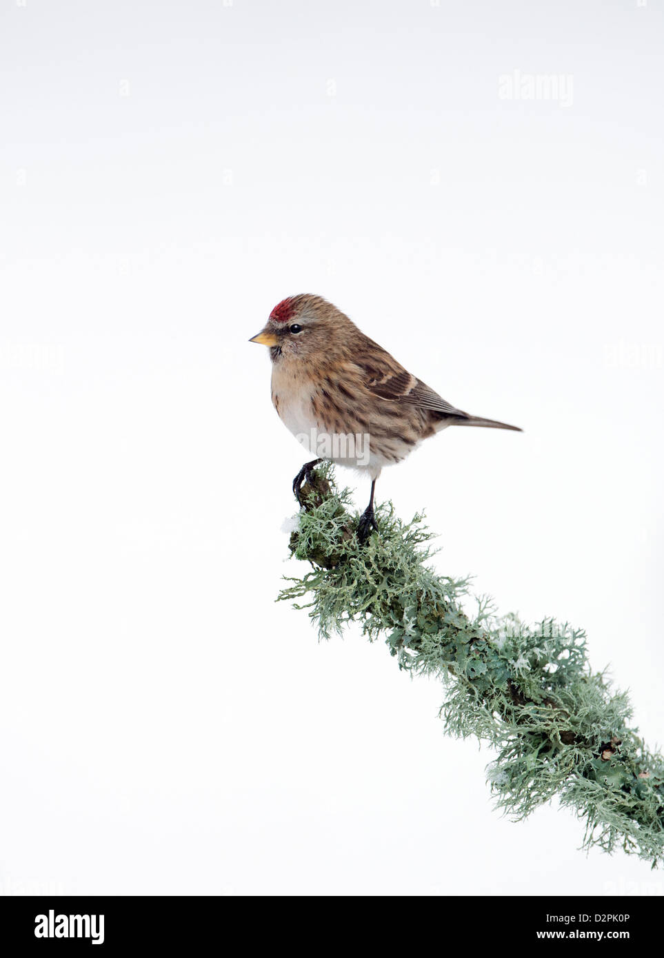 Weibliche weniger Redpoll. (Zuchtjahr Cabaret) Thront auf Flechten. Winter. UK Stockfoto