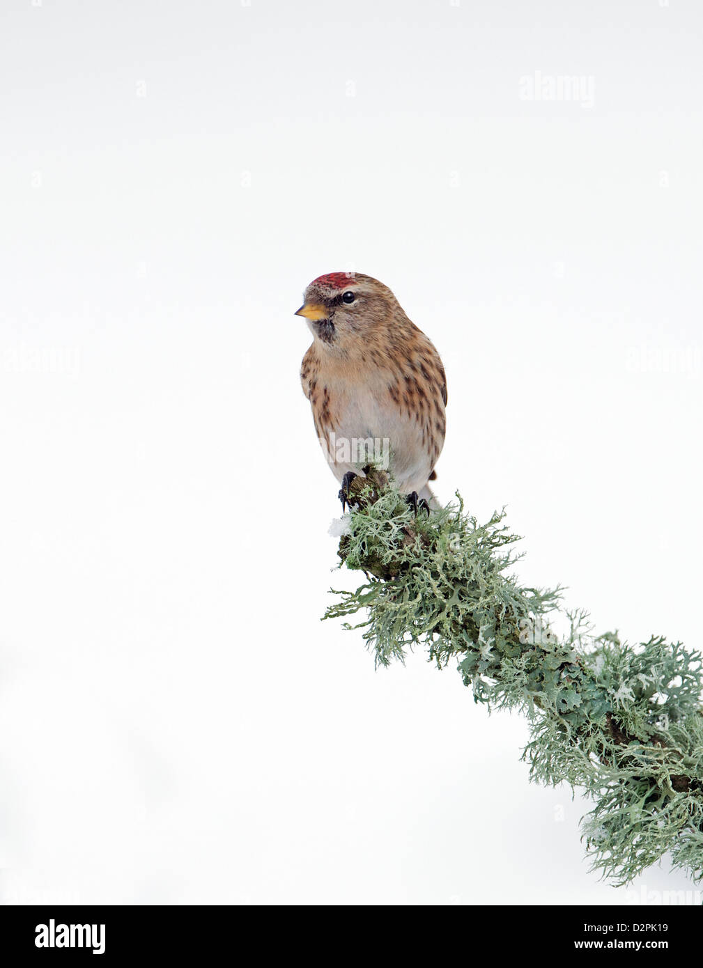 Weibliche weniger Redpoll. (Zuchtjahr Cabaret) Thront auf Flechten. Winter. UK Stockfoto