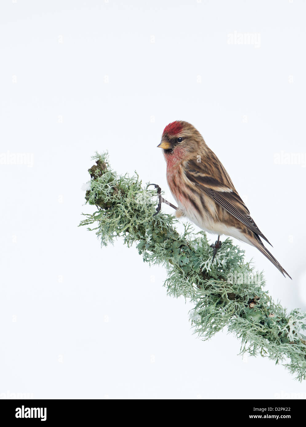 Männliche weniger Redpoll. (Zuchtjahr Cabaret) Thront auf Flechten. Winter. UK Stockfoto