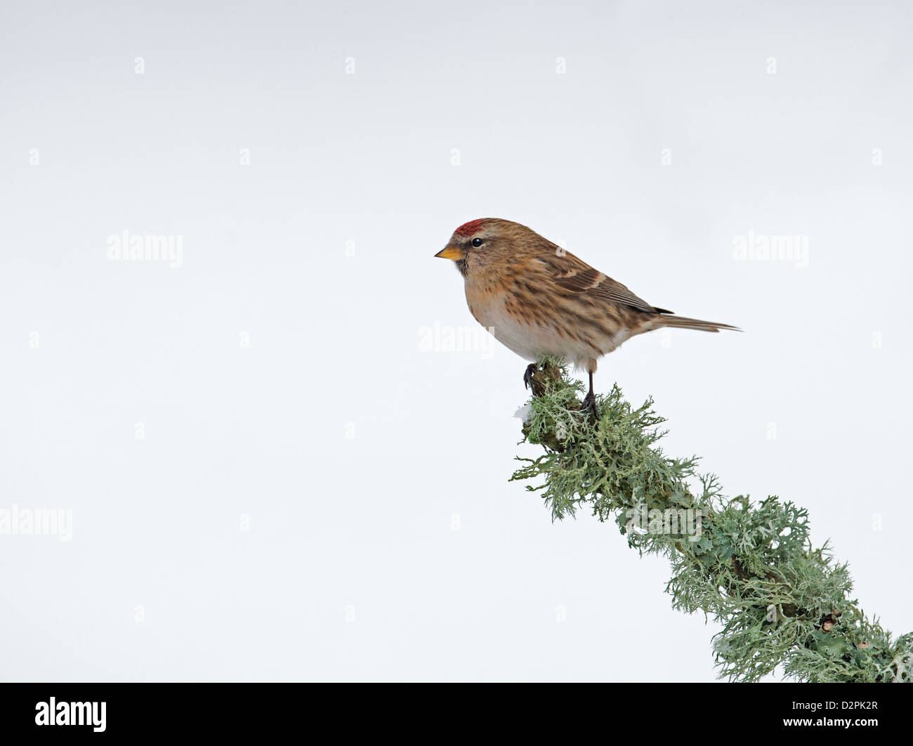 Weibliche weniger Redpoll. (Zuchtjahr Cabaret) Thront auf Flechten. Winter. UK Stockfoto