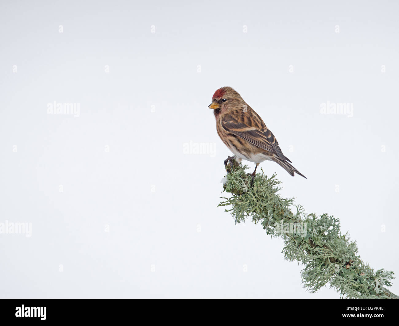 Männliche weniger Redpoll. (Zuchtjahr Cabaret) Thront auf Flechten. Winter. UK Stockfoto
