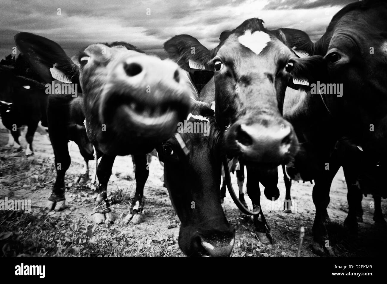 Eine Reihe von Kühen mit lustigen ausdrücken Stockfoto