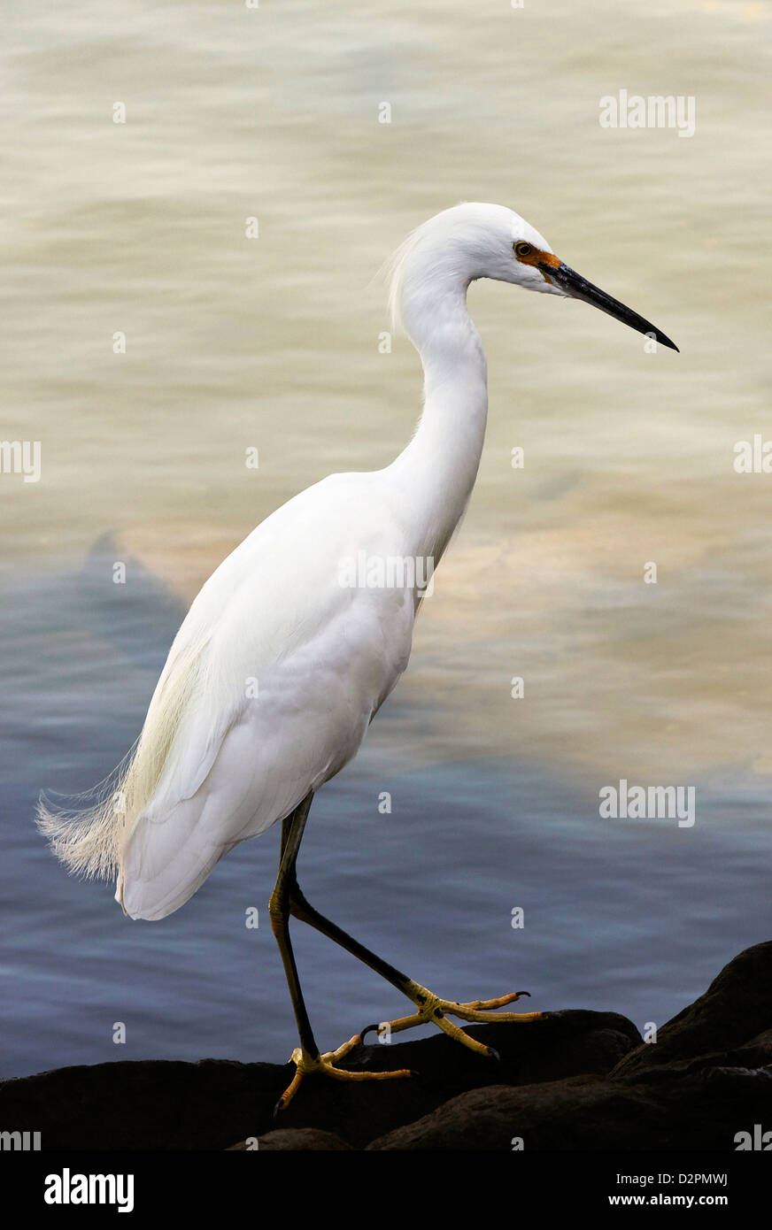 Auf der Suche nach Fisch Reiher Stockfoto