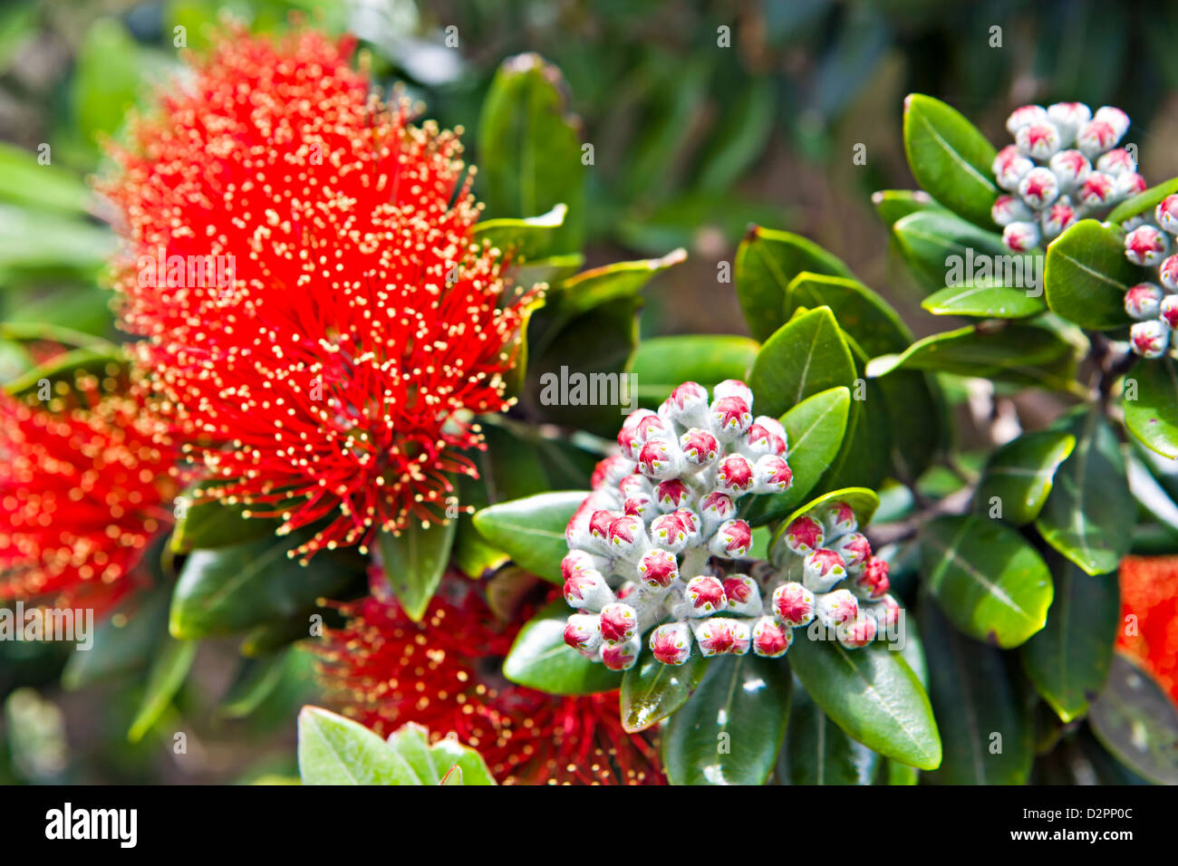 Pohutukawa Tree bei Omata Beach, Taranaki, Nordinsel, Neuseeland. Metrosideros excelsa Stockfoto
