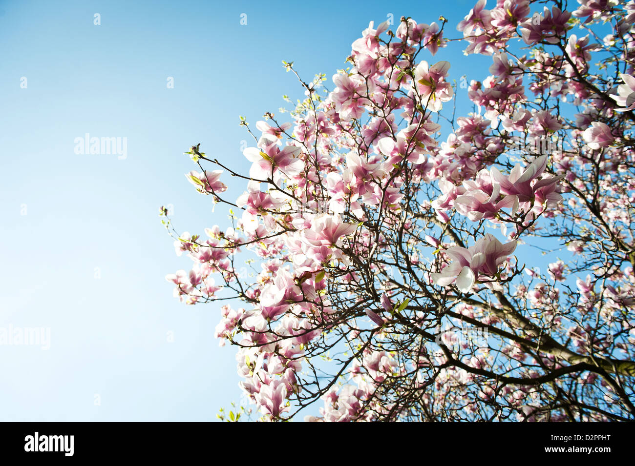 blühende Magnolie mit klaren blauen Himmel im Hintergrund Stockfoto