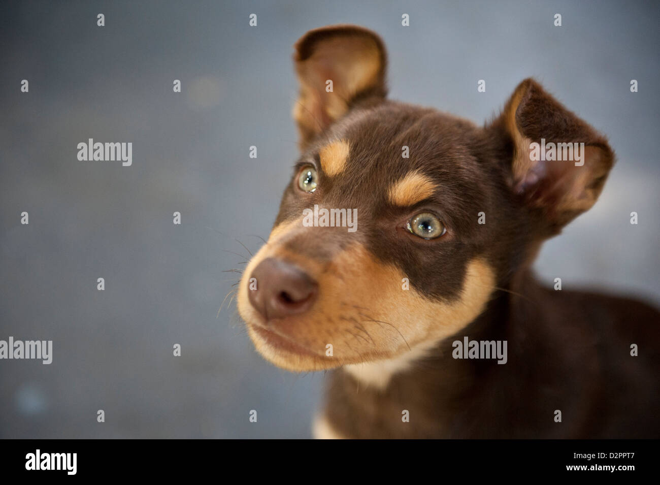 Australian Kelpie Welpen Hund Stockfoto