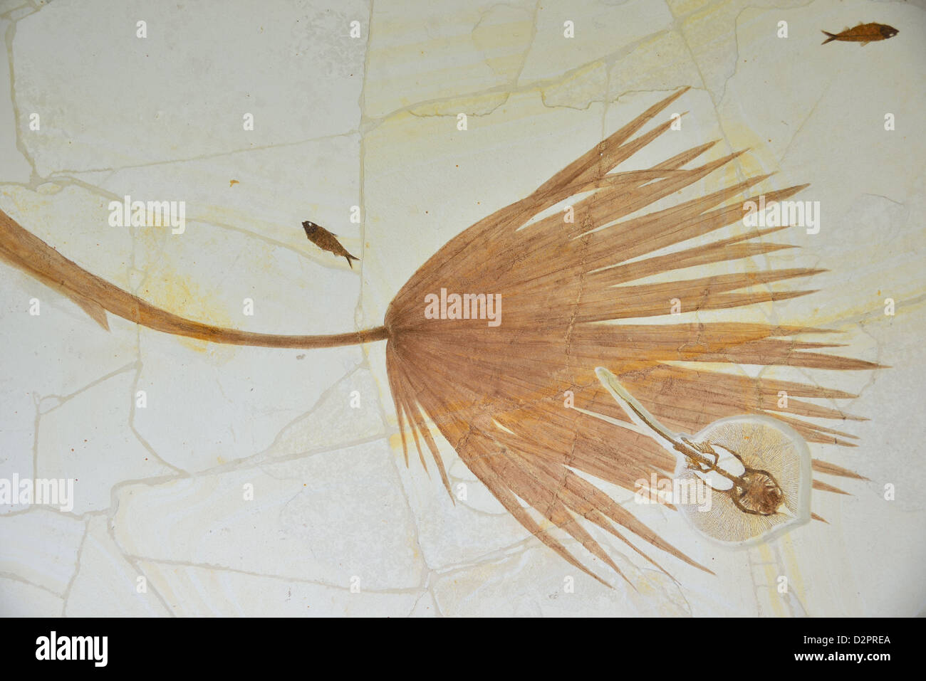 Versteinerten Palmenzweig und Fisch aus Green-River-Formation, Wyoming. USA. Stockfoto