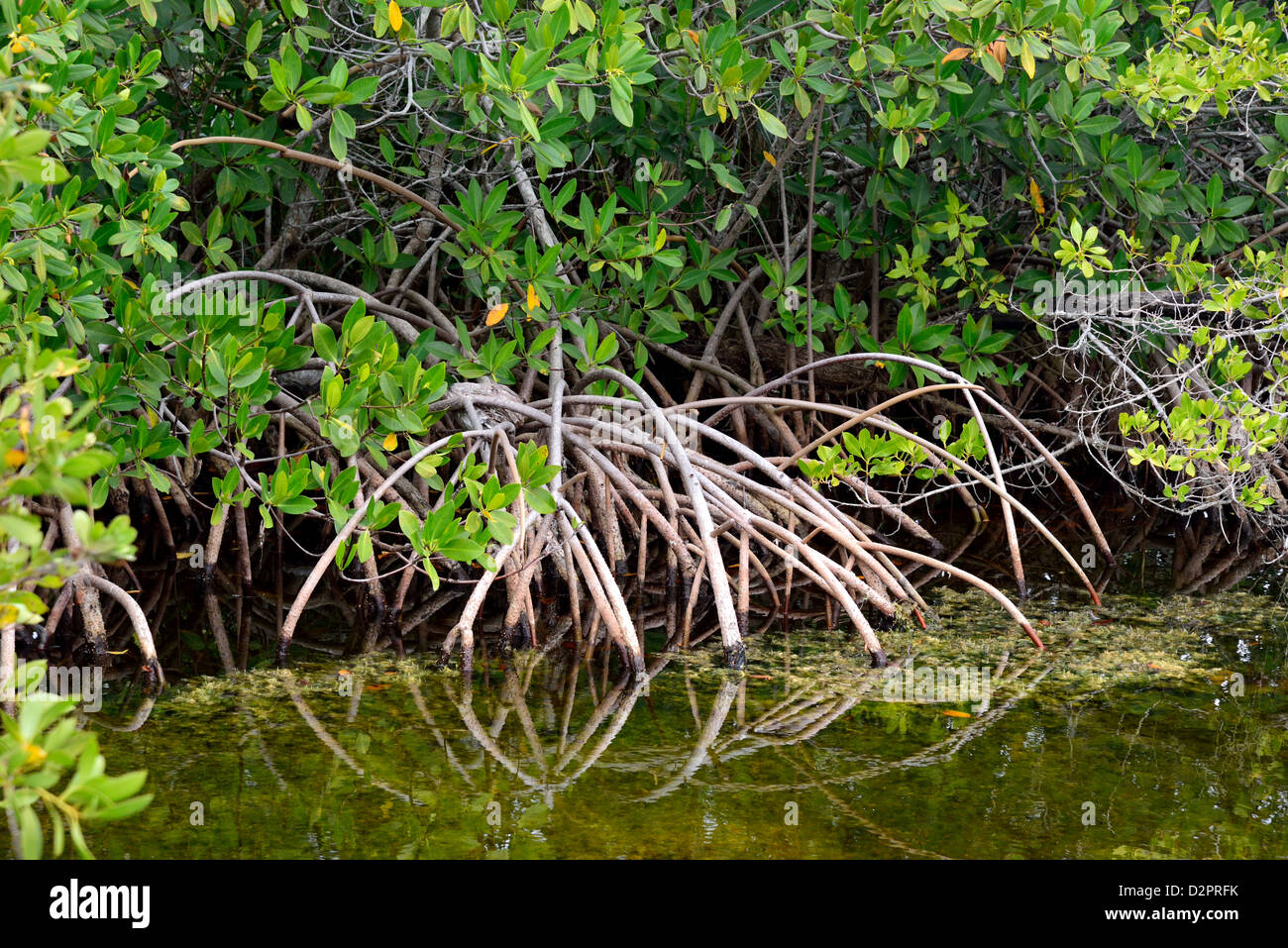 Wurzeln der Mangroven am Wasser-Rand. Coral Gables, Florida, USA. Stockfoto