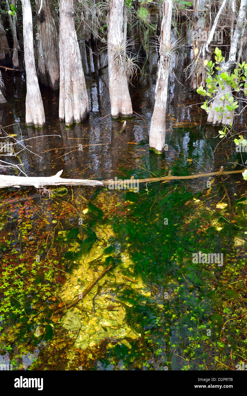 Bunte Wasserpflanzen in Wasser getaucht. Der Big Cypress National Preserve, Florida, USA. Stockfoto