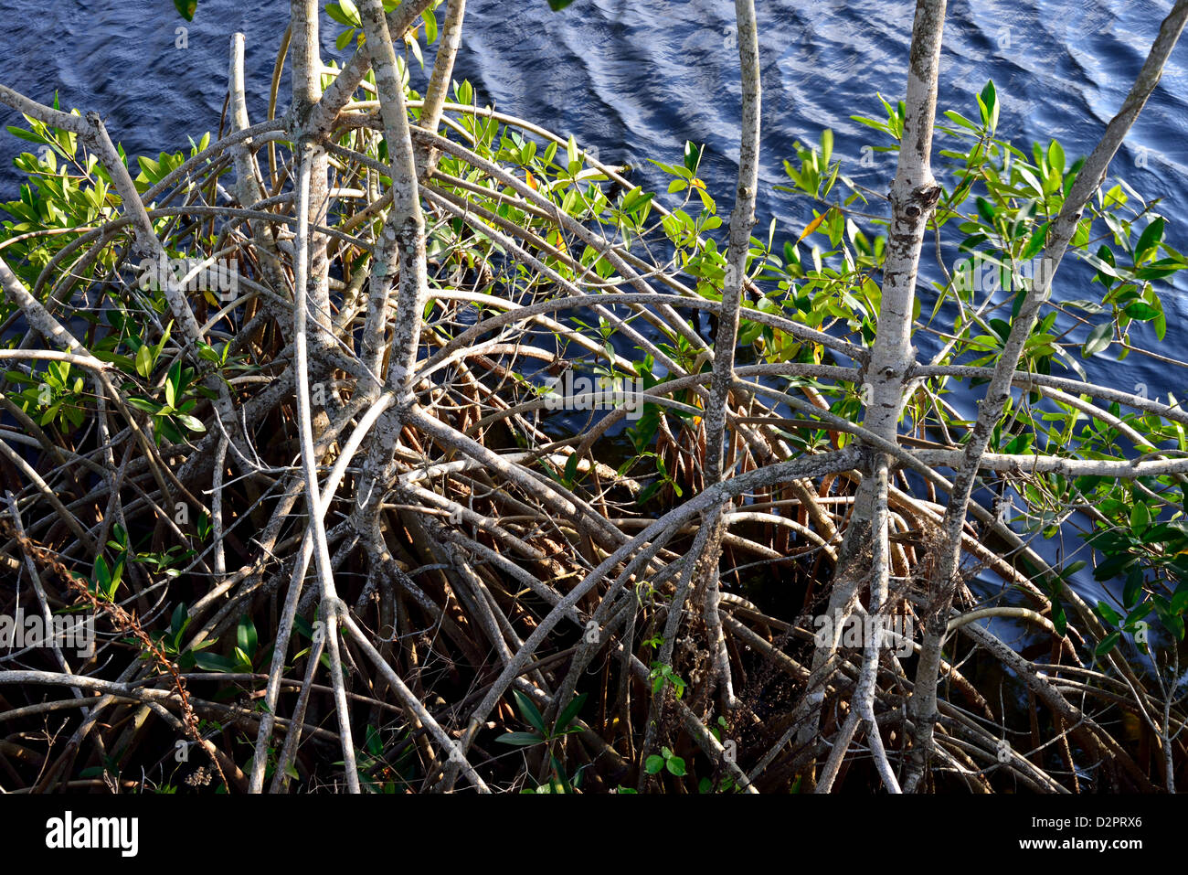 Wurzelwerk der Mangroven. Der Everglades Nationalpark, Florida, USA. Stockfoto