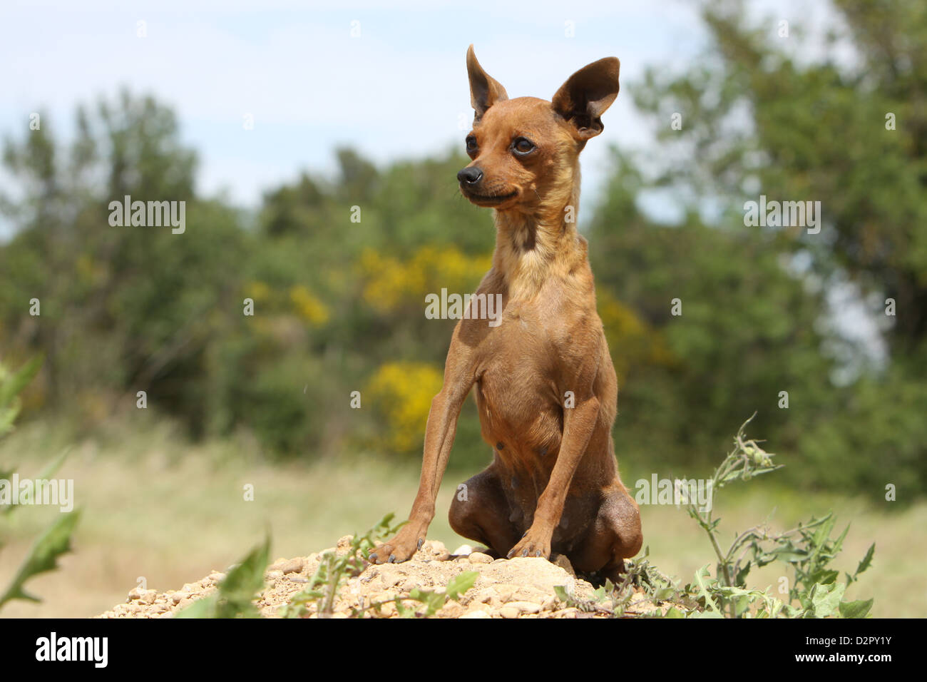 Prazsky Krysarik Hund / Prager Rattler / Ratier de Prague Erwachsenen sitzen auf dem Boden Stockfoto