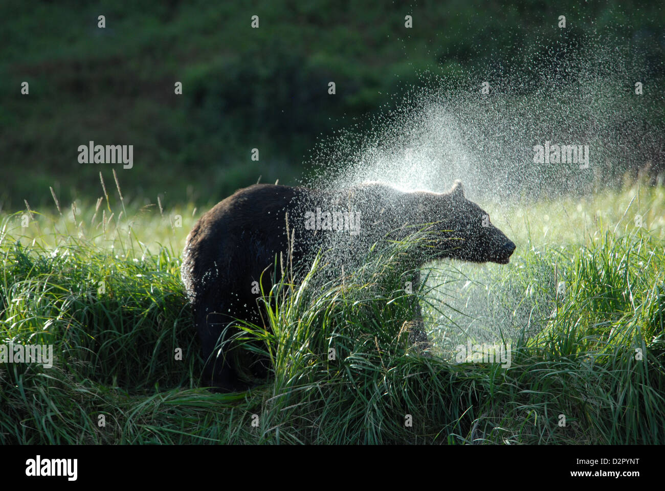 Bown Bär, Ursus Arctos, schütteln Wasser aus Fell, Katmai NP, Alaska Stockfoto