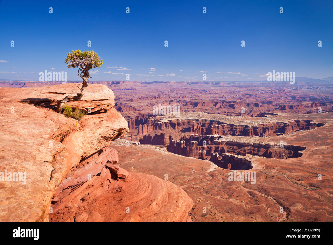 Grand View Point Overlook und Wacholder Baum, Insel im Himmel, Canyonlands National Park, Utah, USA Stockfoto