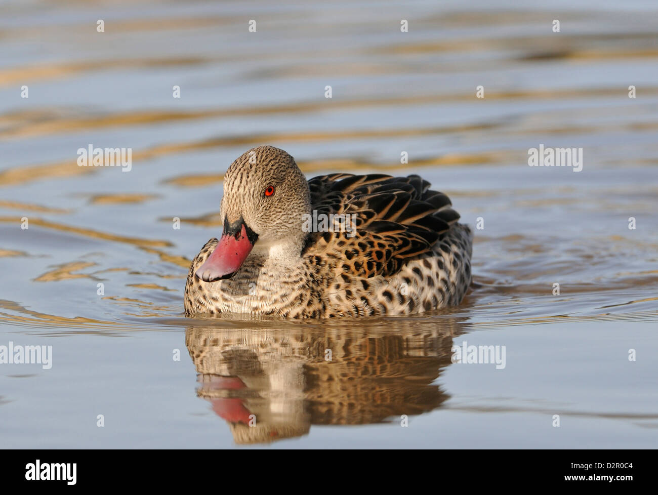 Cape/Petrol Ente - Anas capensis Stockfoto